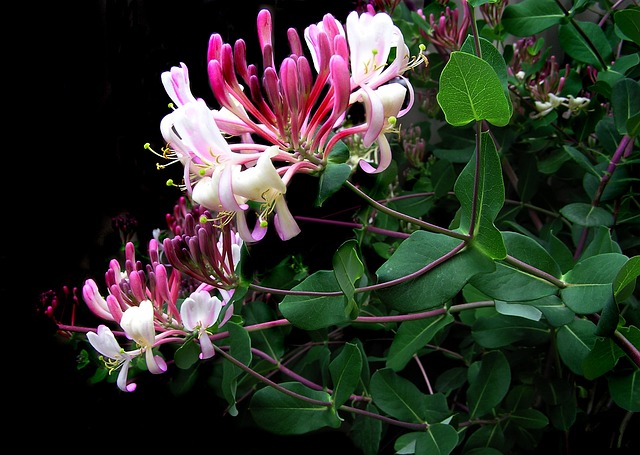 Honeysuckle flowers by Beverly Buckley